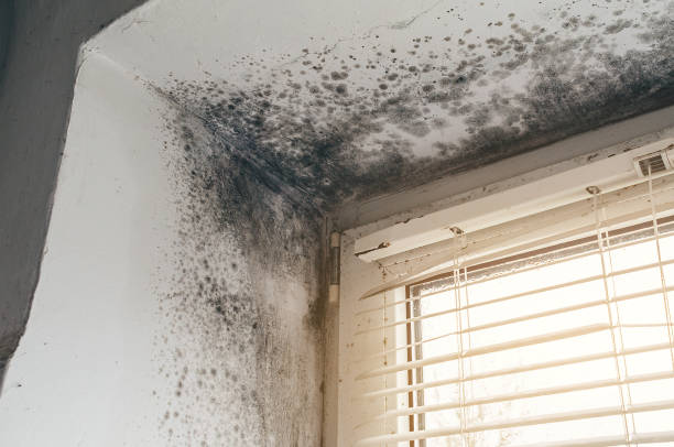 Affordable Mold Cleanup solutions in Elkton, VA