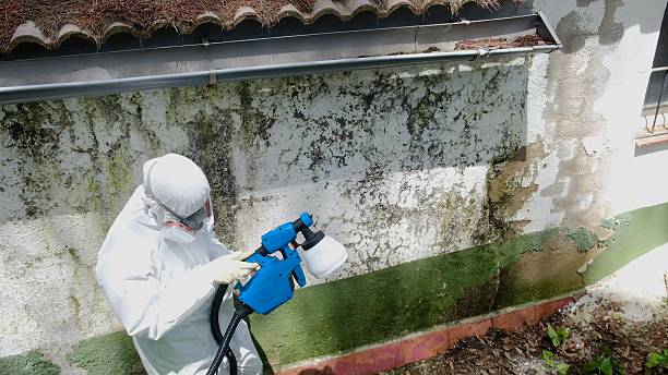 Trusted Crawl Space Mold Removal service in Elkton, VA - Cheap Mold Removal